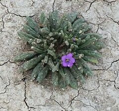 Nama hispida spathulata