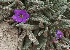 Nama hispida spathulata