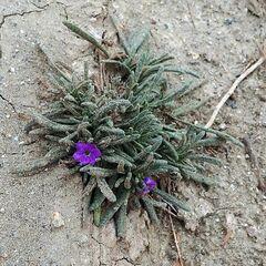 Nama hispida spathulata