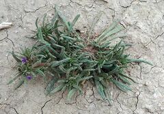 Nama hispida spathulata