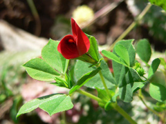 Lotus tetragonolobus