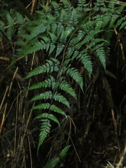 Pteris muricata