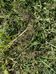 Eragrostis amabilis