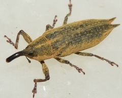 Lixus mucronatus