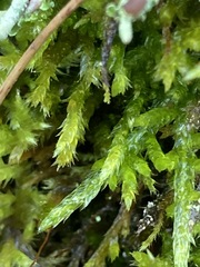 Brachythecium albicans