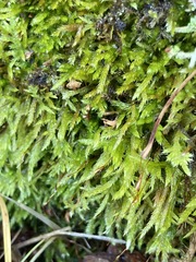 Brachythecium albicans