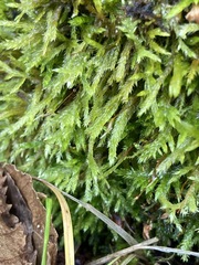 Brachythecium albicans