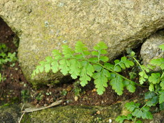 Asplenium billotii