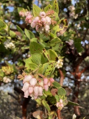 Arctostaphylos montaraensis