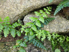 Asplenium billotii