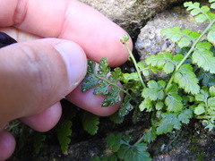 Asplenium billotii