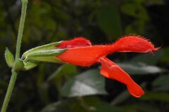 Salvia gesneriiflora
