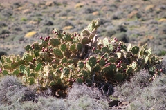 Opuntia stricta