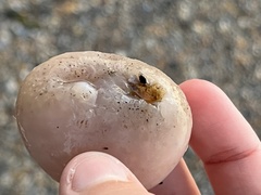 Aplidium stellatum