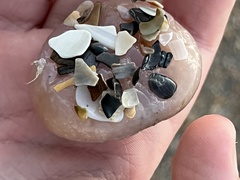 Aplidium stellatum