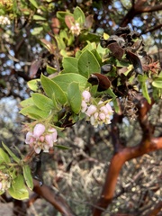 Arctostaphylos montaraensis