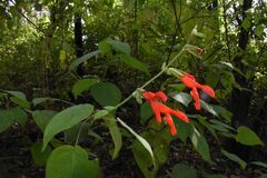 Salvia gesneriiflora