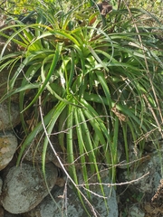 Hechtia malvernii