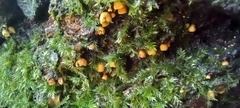 Cyphella ferruginea