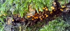 Cyphella ferruginea