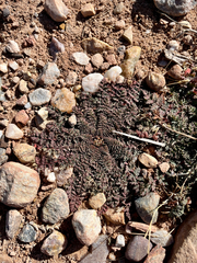 Erodium cicutarium