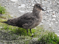 Stercorarius chilensis