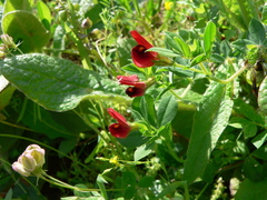 Lotus tetragonolobus