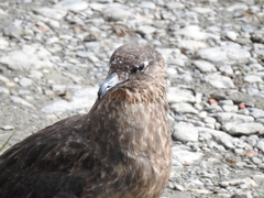 Stercorarius chilensis
