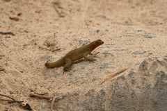 Microlophus delanonis