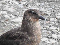 Stercorarius chilensis