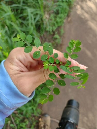 Phyllanthus tenellus observed 2022-12-29