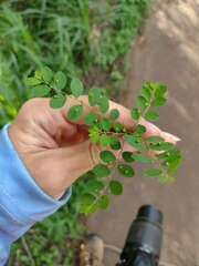 Phyllanthus tenellus