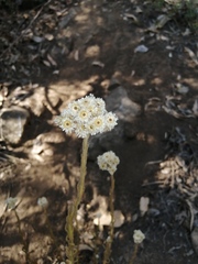 Pseudognaphalium californicum
