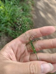Eragrostis amabilis