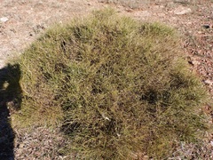 Genista umbellata