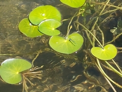 Nymphoides thunbergiana