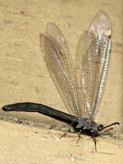 Myrmeleon acer