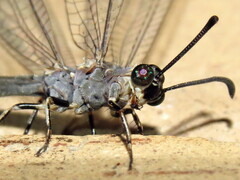 Myrmeleon acer