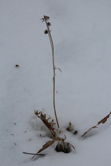 Balsamorhiza