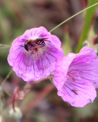 Geranium incanum