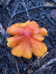 Hygrocybe laetissima