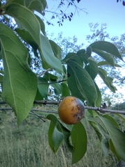 Diospyros acapulcensis