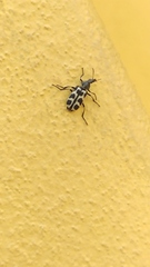 Astylus atromaculatus