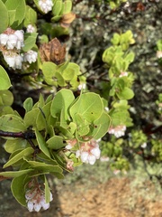 Arctostaphylos montaraensis