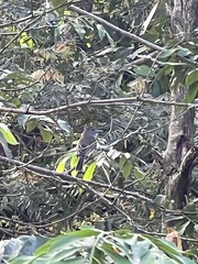 Myiarchus tuberculifer