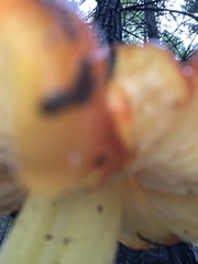 Hygrocybe laetissima