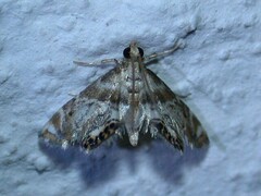 Petrophila fulicalis