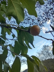 Diospyros acapulcensis