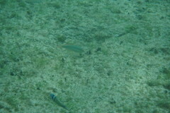 Halichoeres maculipinna