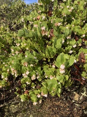 Arctostaphylos montaraensis